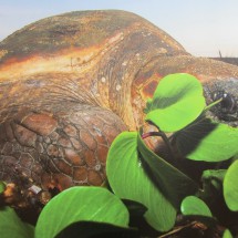 Picture of a huge Loggerhead Turtle in the TAMAR research station of Praia do Forte (weigth max. 150kg, length up to 1.10 meters)